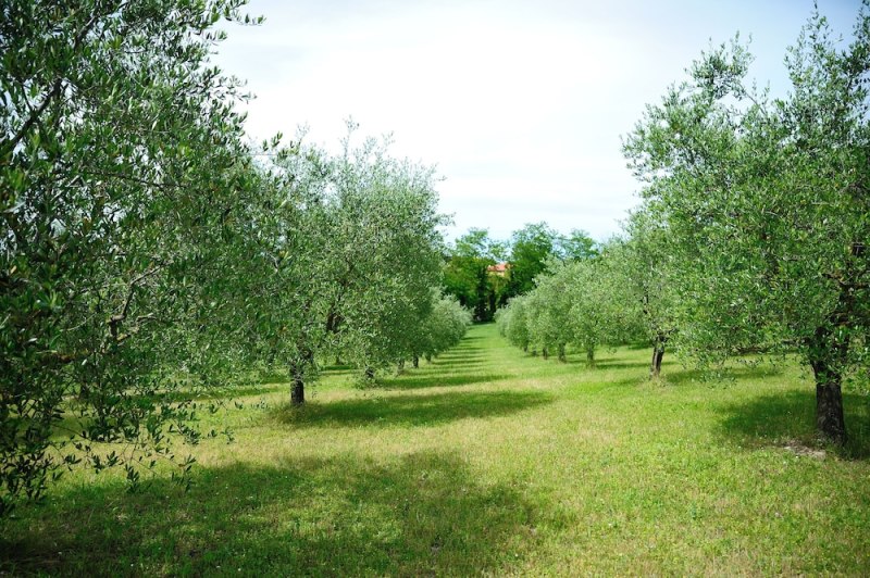 Agriturismo al Colle photo 5
