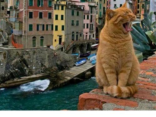Stella di Rio 5 terre riomaggiore photo 4