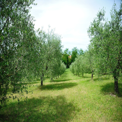 Agriturismo al Colle photo 2