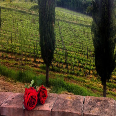 Podere Terreno alla Via della Volpaia photo 4