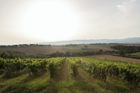 Agriturismo Cappellese photo 4
