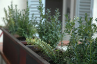 Ghibellino B&B photo 3