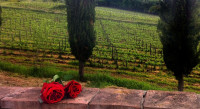 Podere Terreno alla Via della Volpaia photo 5