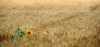 Borgo Mandoleto photo 5