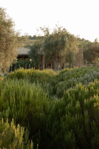 IUTA Glamping & Farm photo 5