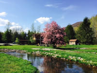Elk Springs Resort photo 2