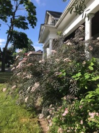 WHITE SWAN House photo 5