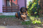 Pensiunea Andy photo 3