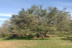 Agriturismo Il Cavone photo 5