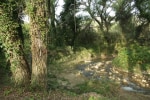 Il Bevaio di Corleone photo 3