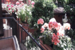 Gioia Guest House photo 3