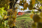 Agriturismo Borgo Imperiale photo 3