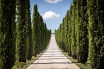 Fattoria Colsanto photo 5