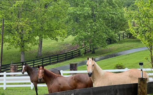 Nicura Ranch Inn & Stables photo 1