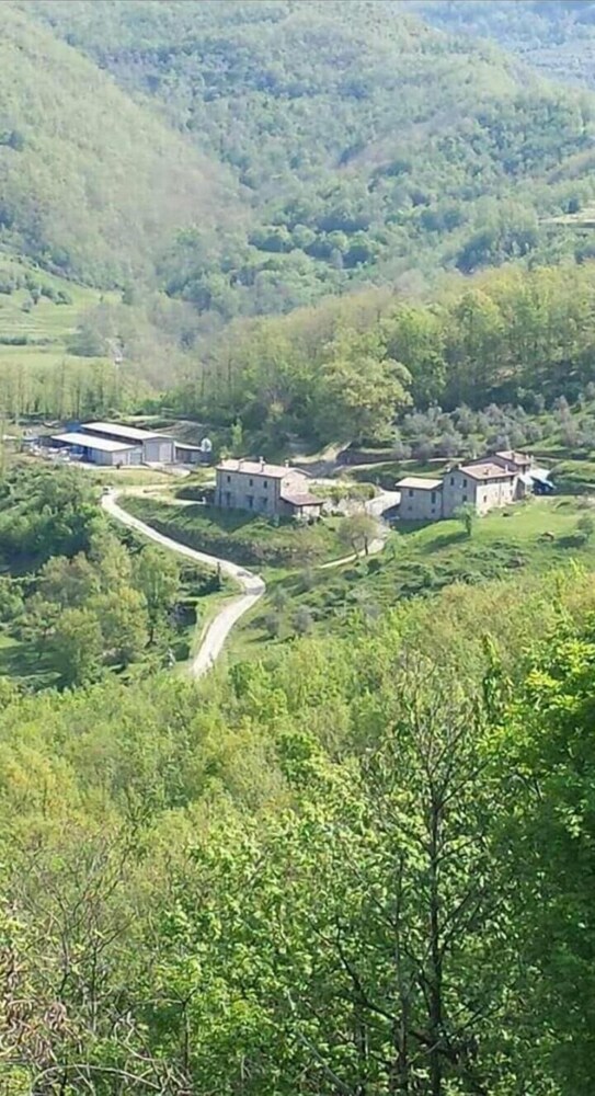 Le Chianine dei Tognoli photo 1