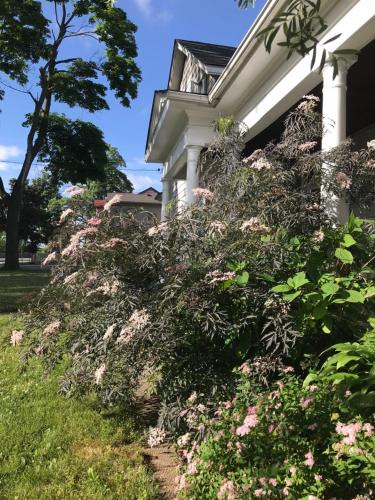 WHITE SWAN House photo 1